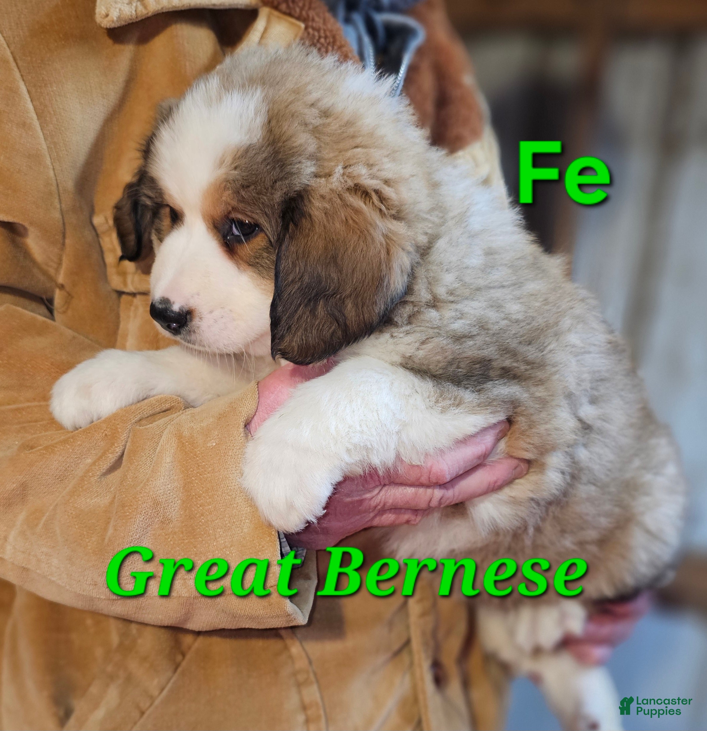 Mixed Breed dogs Mixed Breed Puppy 1 - Ad 27