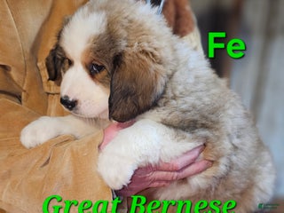 Mixed Breed dogs Mixed Breed Puppy 1 - Ad 26