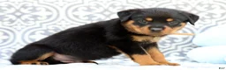 Rottweiler dogs for sale: Rusty - Ad 3