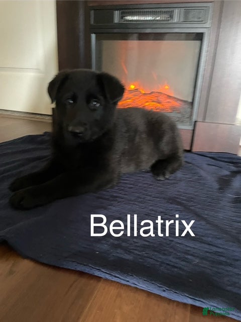 German Shepherd dogs Bellatrix - Ad 10