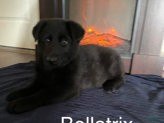 German Shepherd dogs Bellatrix - Ad 9