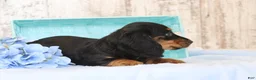 Dachshund dogs for sale: Gregory  - Ad 3