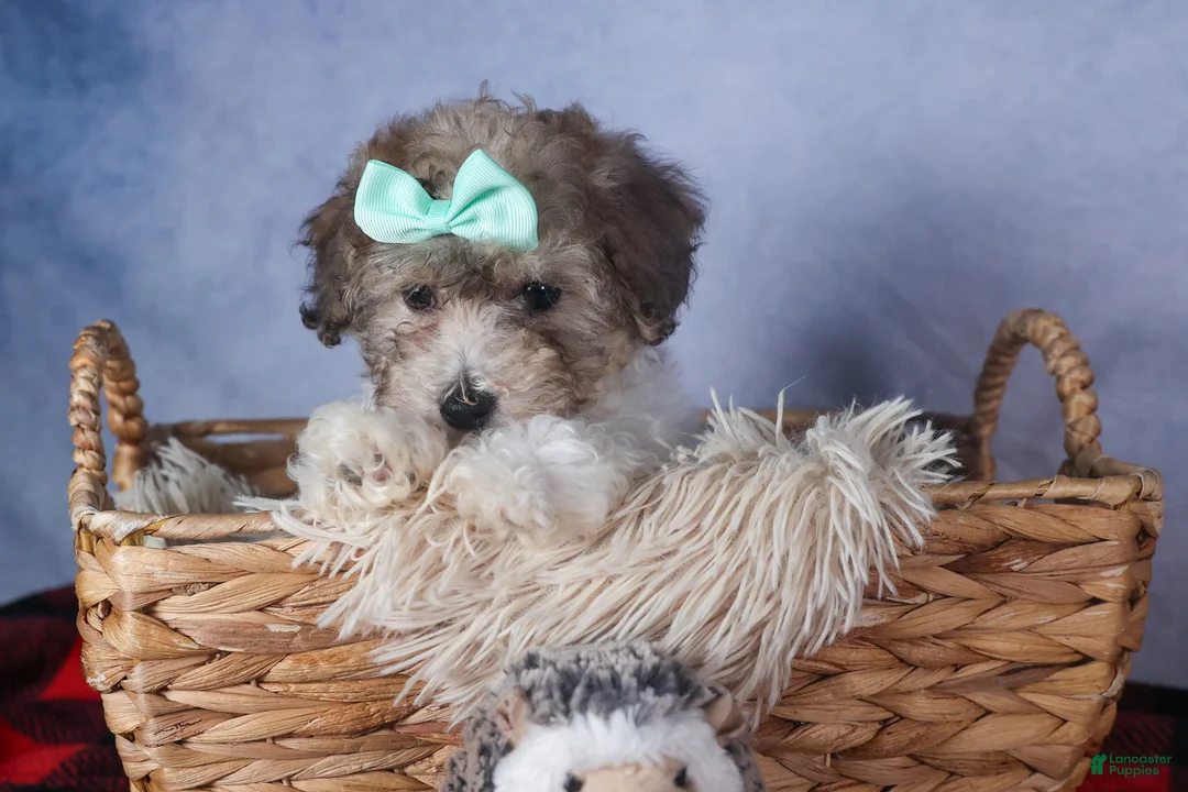 Bichpoo dogs for sale: Sunshine - Ad 11