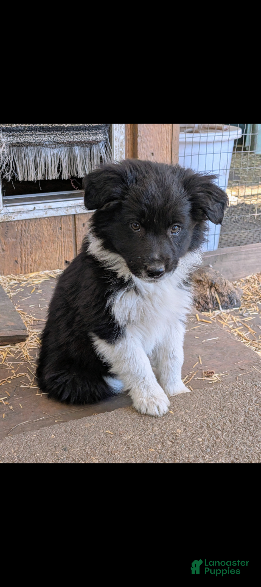 Mixed Breed dogs Mixed Breed Puppy 2 - Ad 41