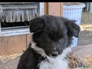 Mixed Breed dogs Mixed Breed Puppy 2 - Ad 41