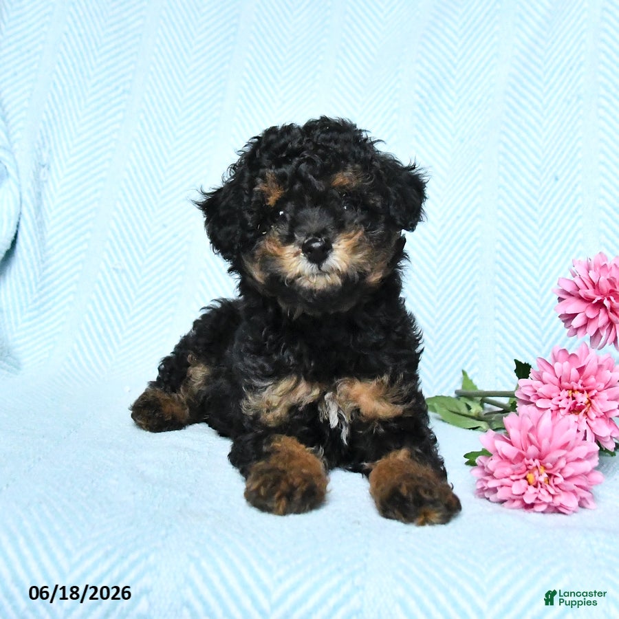 Miniature Poodle dogs Pepper - Ad 2