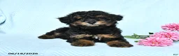 Miniature Poodle dogs for sale: Pepper - Ad 2