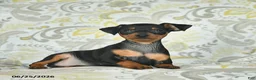 Miniature Pinscher dogs for sale: Hazel  - Ad 2