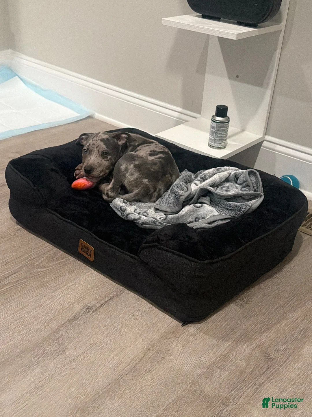 American Bully dogs for sale: Merle American Bully  - Ad 2