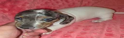Dachshund dogs for sale: Dachshund 2 - Ad 5