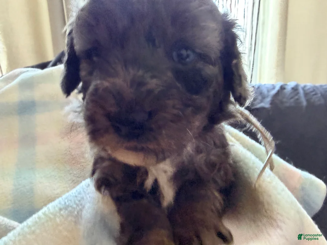 Cockapoo dogs for sale: Pink Girl - Ad 4