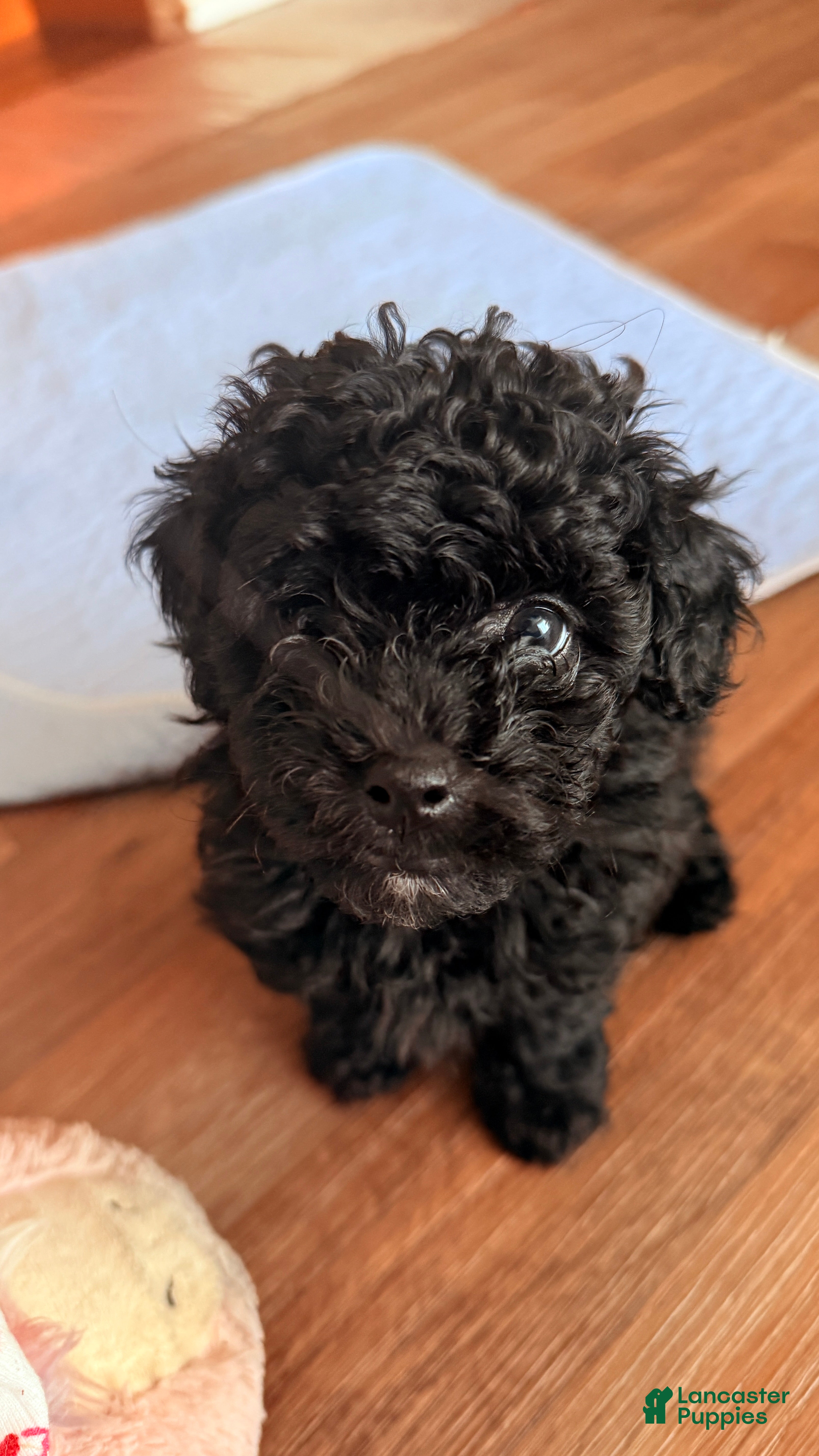 Mixed Breed dogs Charlie - Ad 28