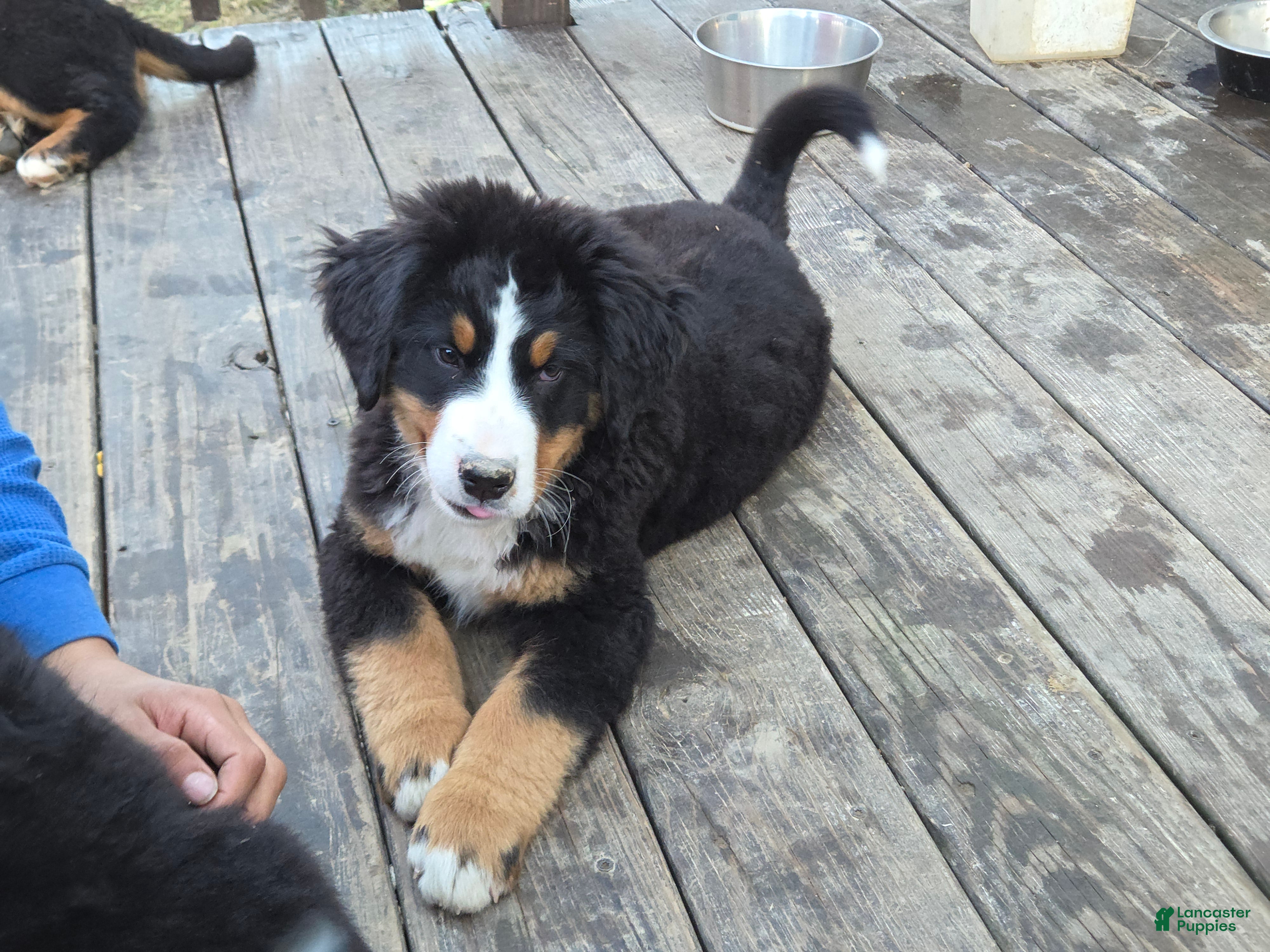 Bernese Mountain Dog dogs Bernese Mountain Dog Puppy 1 - Ad 2
