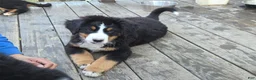 Bernese Mountain Dog dogs for sale: Bernese Mountain Dog Puppy 1 - Ad 2