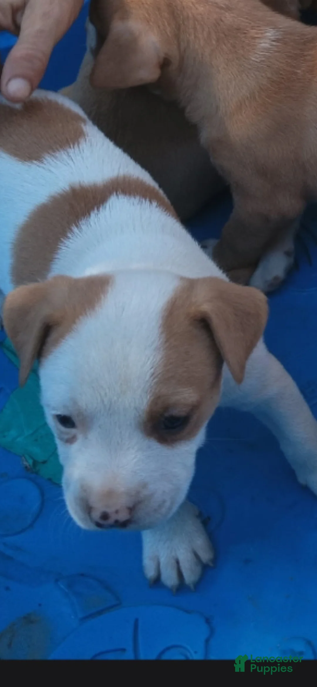 American Pit Bull Terrier dogs for sale: American Pit Bull Terrier 4 - Ad 1