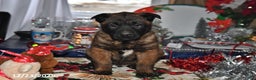 Belgian Malinois dogs for sale: Lucky - Ad 3