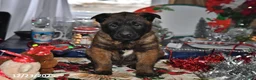 Belgian Malinois dogs for sale: Lucky - Ad 8