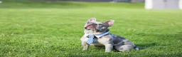 French Bulldog dogs for stud: Cash's - Ad 7