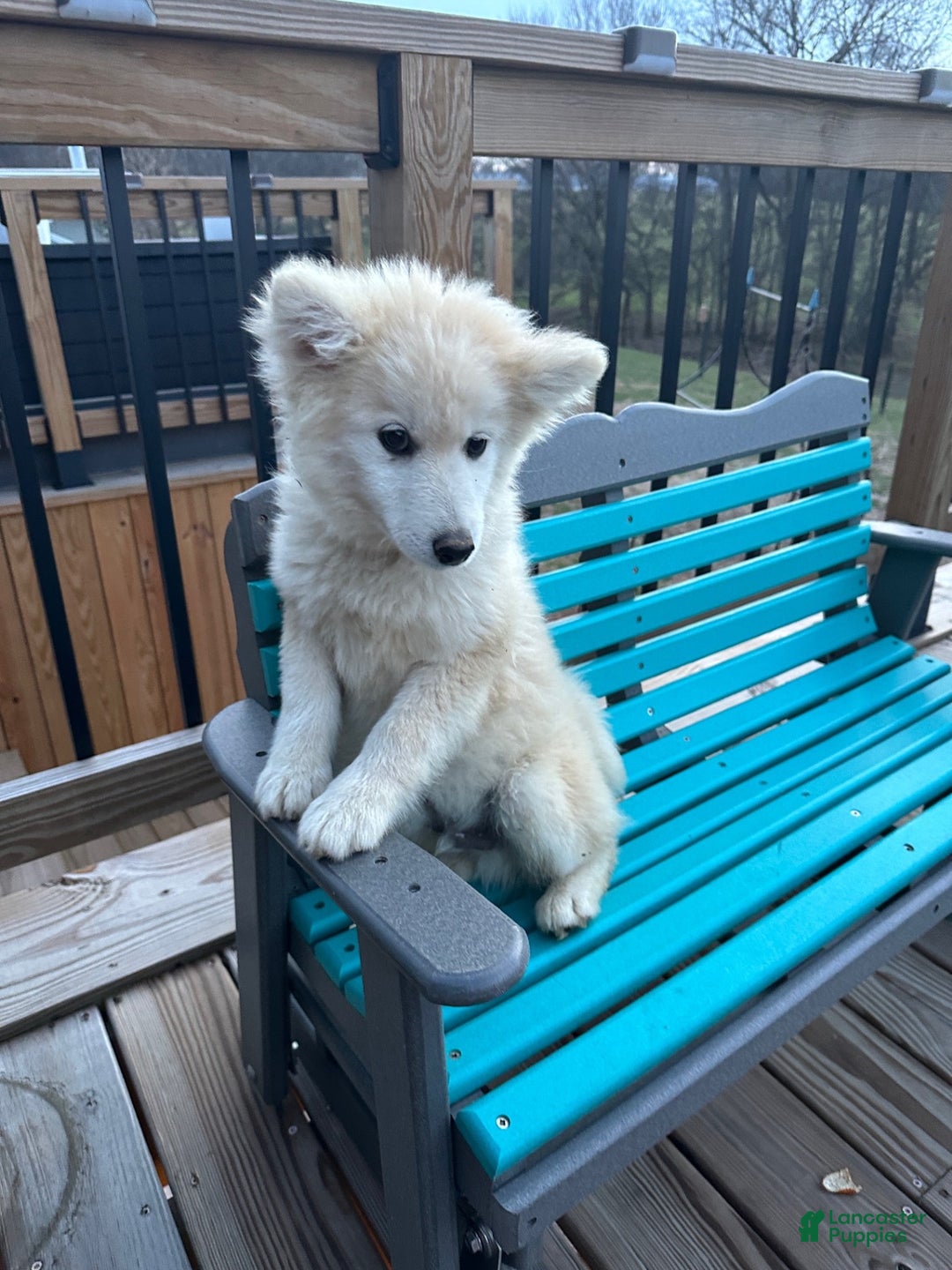 Pomsky dogs for sale: Connor - Ad 5