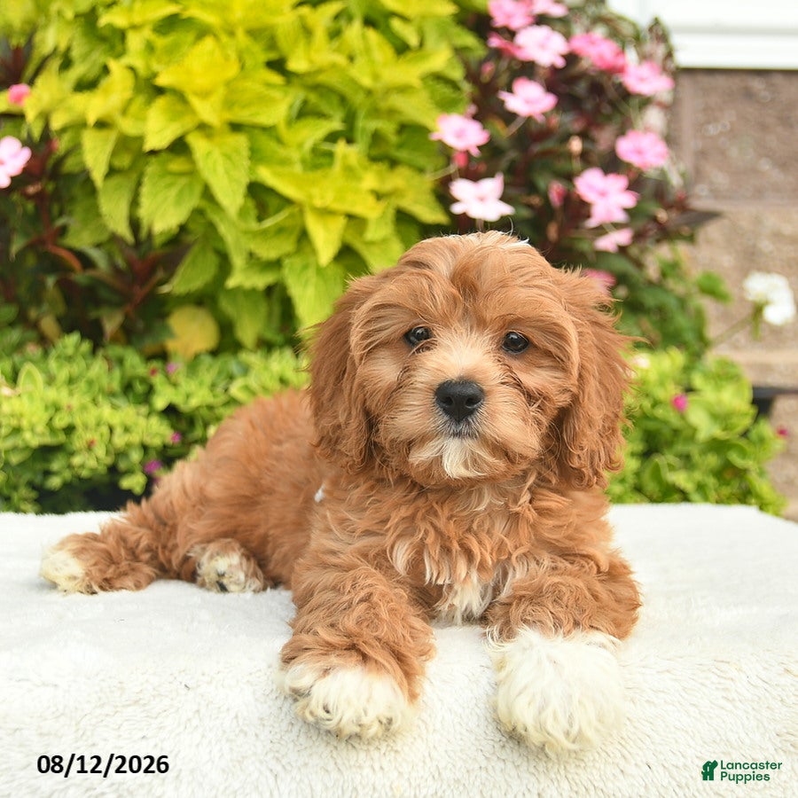Cavapoo dogs Ike - Ad 1