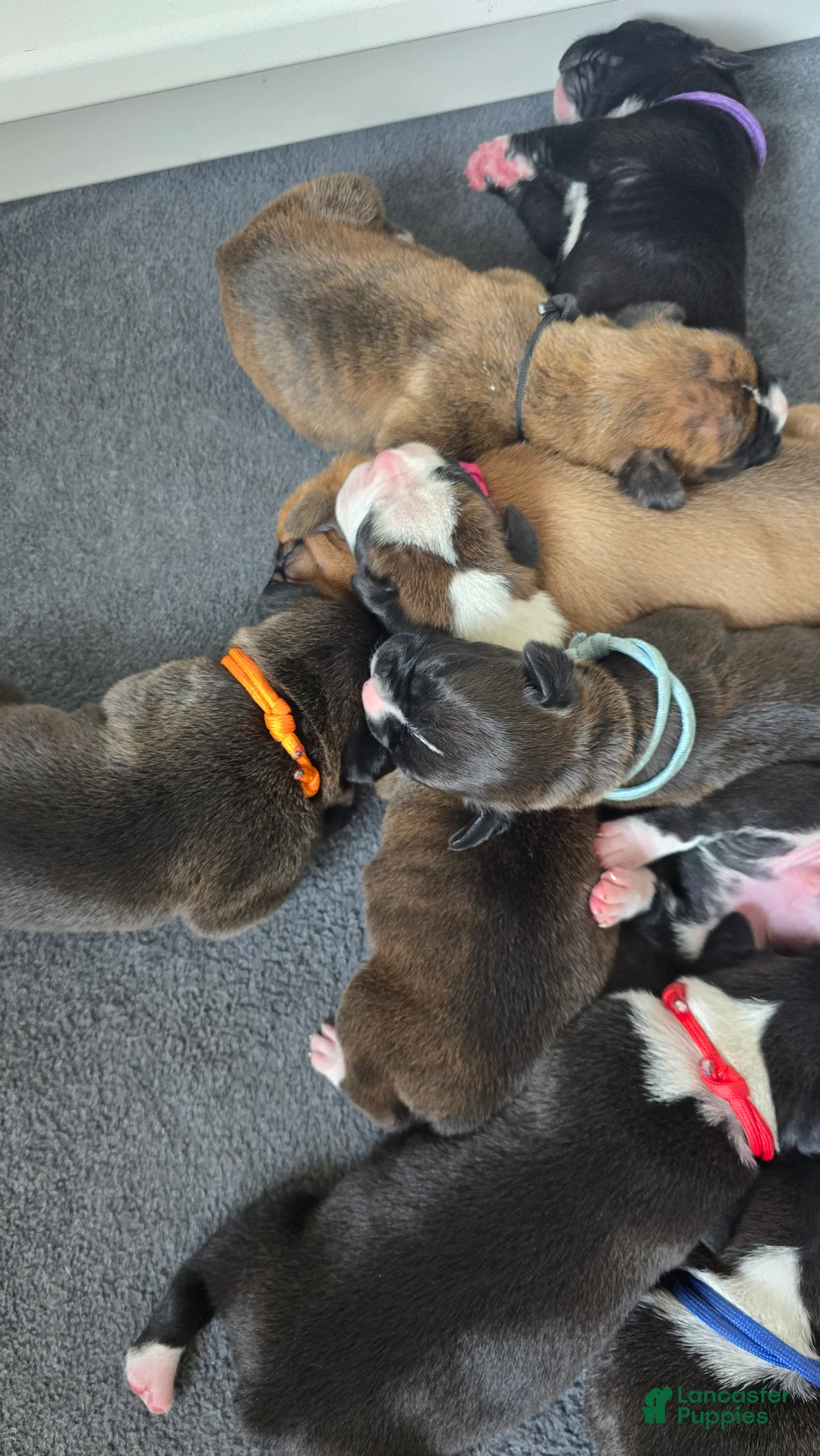 Boxer dogs for sale: Orange Collar - Ad 1