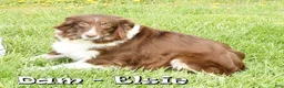 Miniature Australian Shepherd dogs for sale: Manny - Ad 10