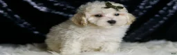 Maltipoo dogs for sale: Liam - Ad 6