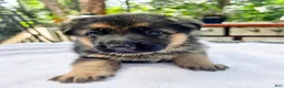 German Shepherd dogs for sale: German Shepherd 4 - Ad 2