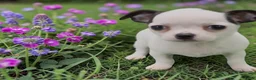 Chihuahua dogs for sale: Chico - Ad 2