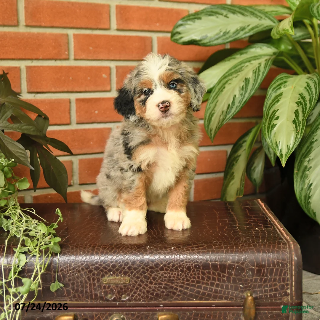 Bernedoodle dogs for sale: Jasmine - Ad 1
