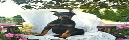 Doberman Pinscher dogs for sale: Remington - Ad 3