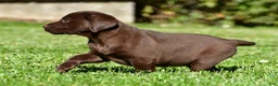 Labrador Retriever dogs for sale: Chino - Ad 7