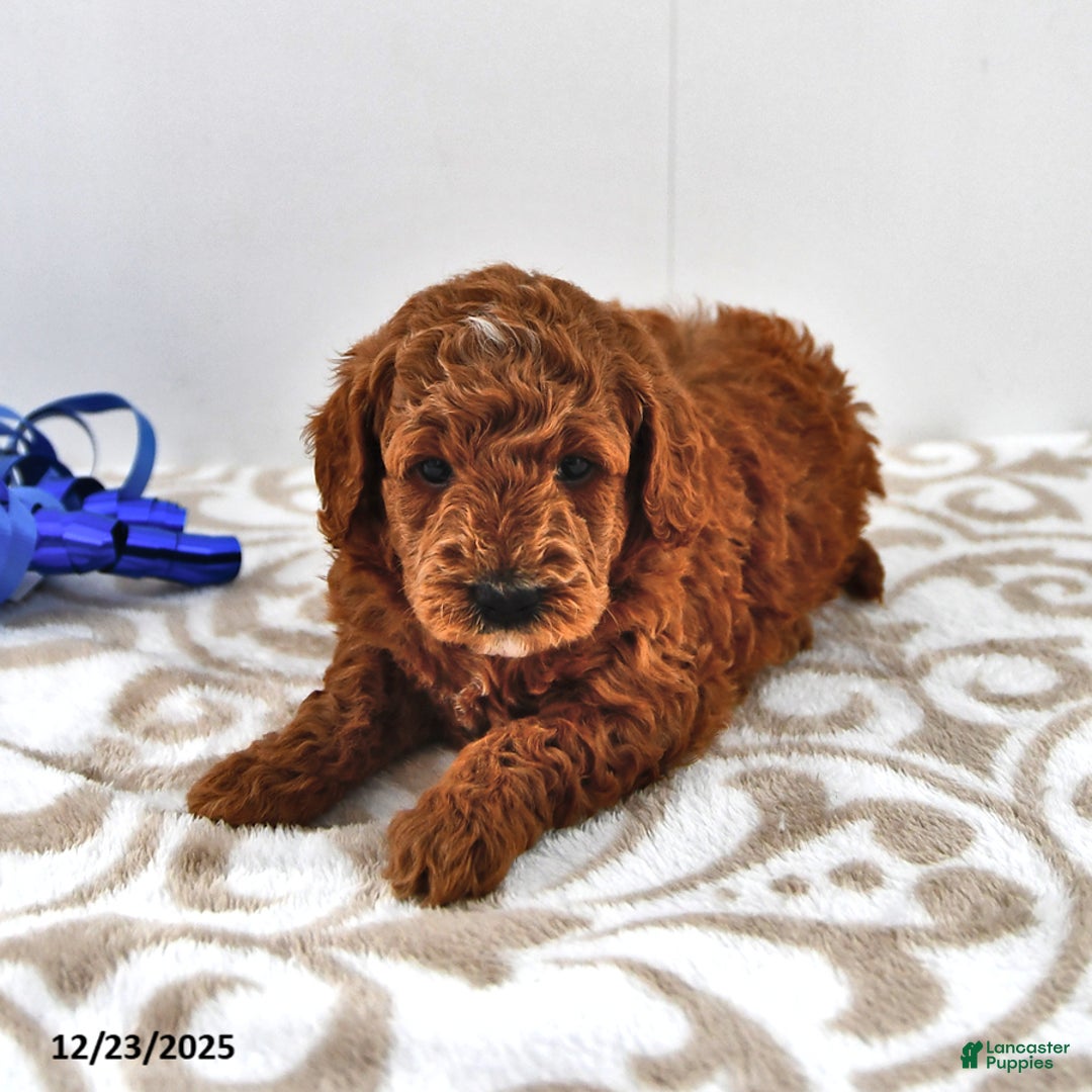 Mini Goldendoodle dogs for sale: Forest - Ad 9
