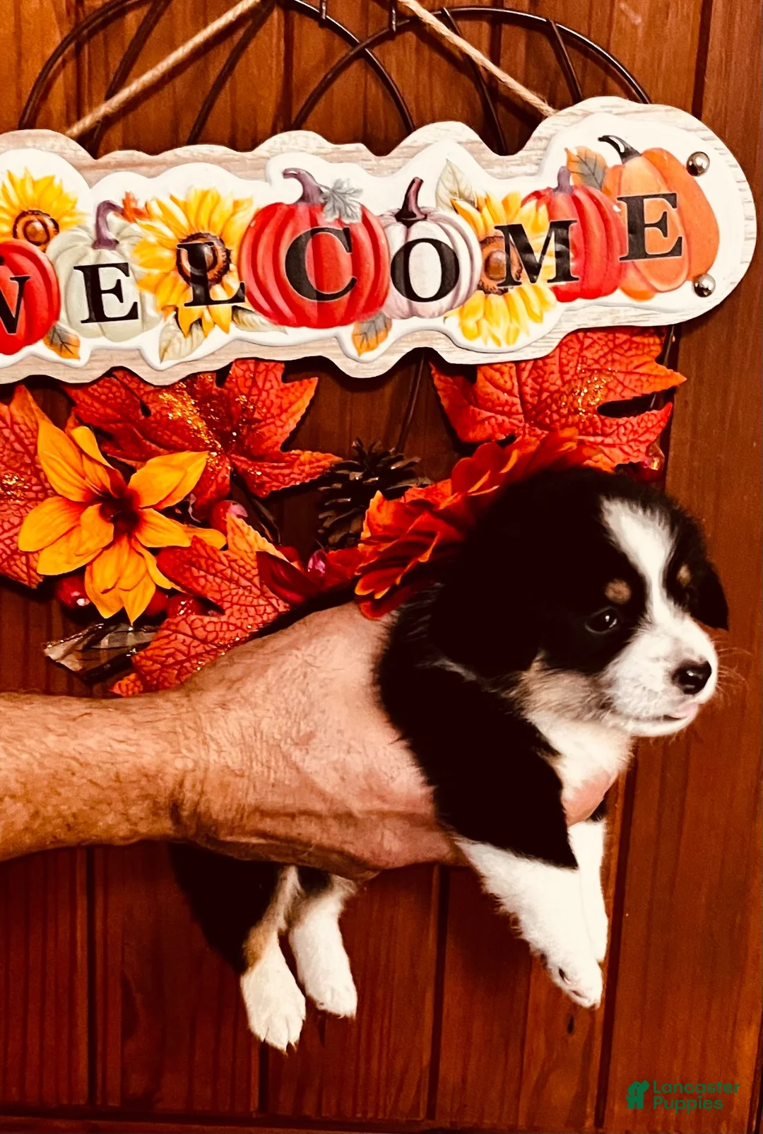 Welsh Corgi Pembroke dogs for sale: Welsh Corgi Pembroke 4 - Ad 2