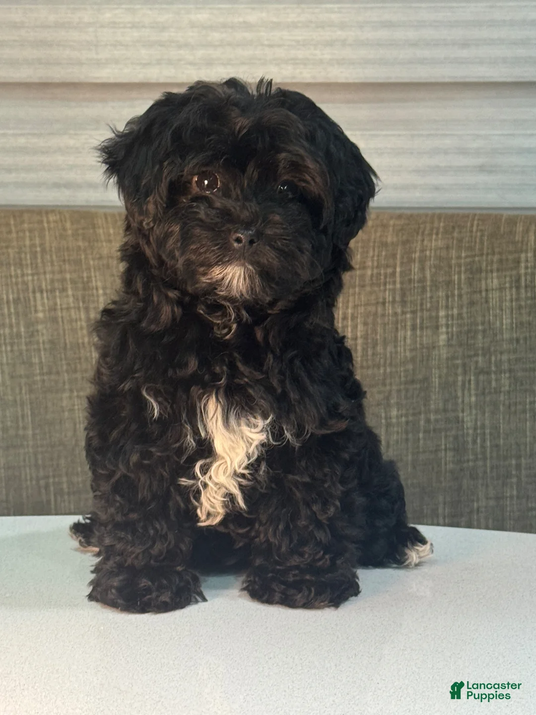 Morkie dogs for sale: Diamond - Ad 1