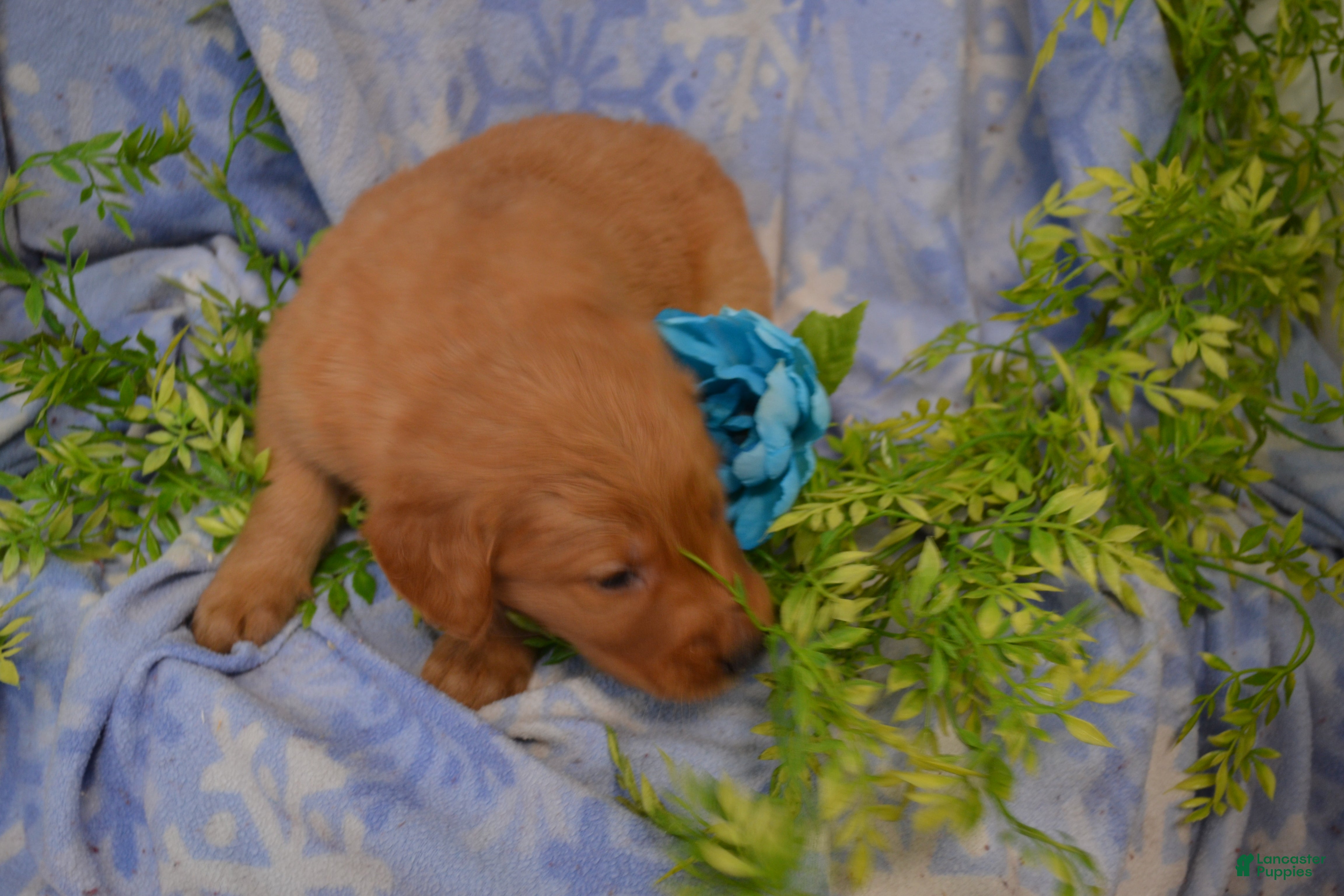 Golden Retriever dogs Arrow - Ad 7