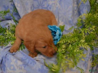 Golden Retriever dogs Arrow - Ad 7