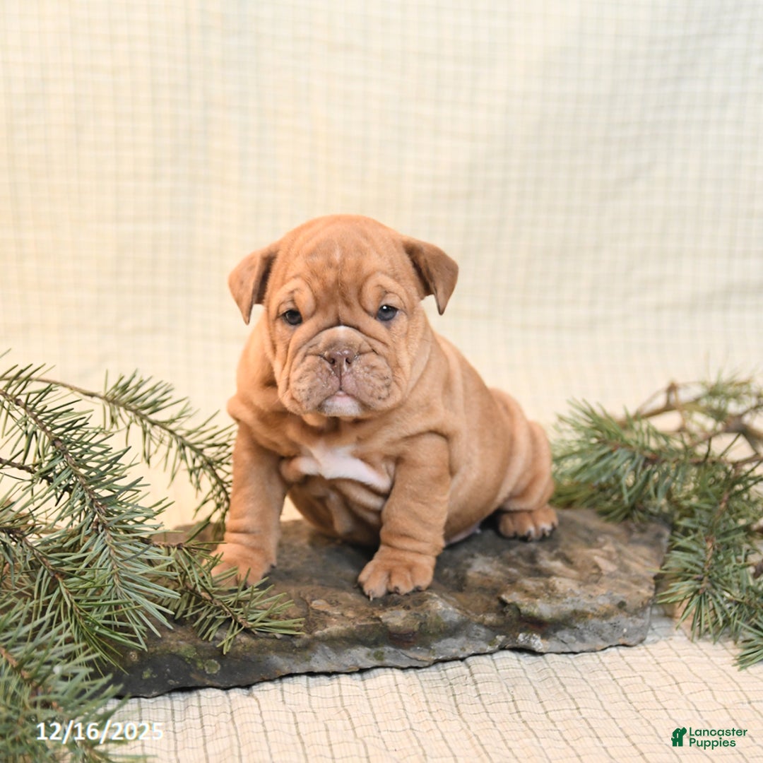 English Bulldog dogs for sale: Carmel - Ad 4
