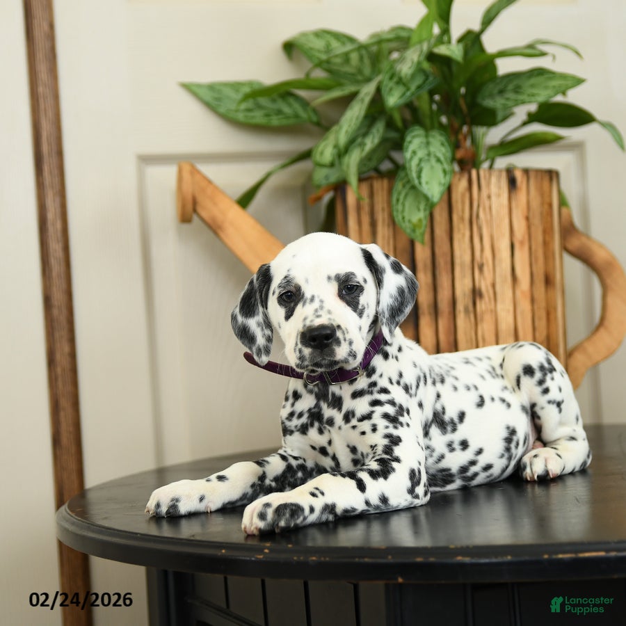 Dalmatian dogs Kiwi - Ad 1