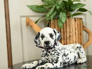 Dalmatian dogs for sale: Kiwi - Ad 2