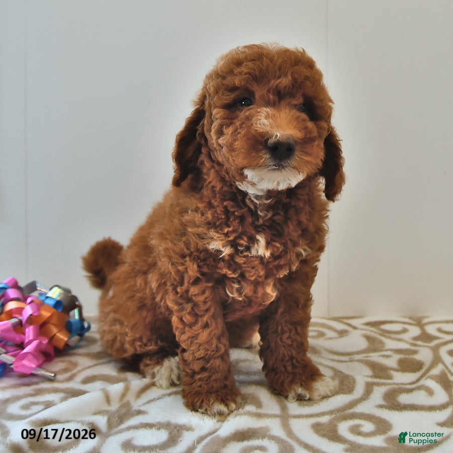 Mini Goldendoodle dogs Louie - Ad 2