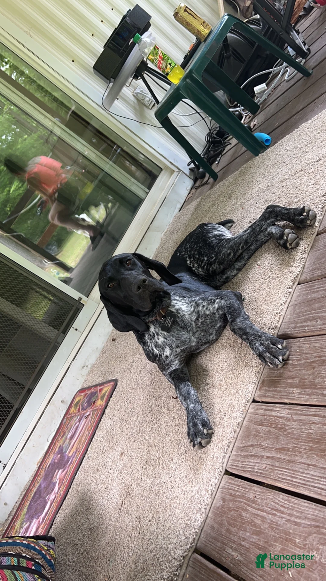German Shorthaired Pointer dogs for sale: Muzzy aka Bear - Ad 2