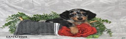 Dachshund dogs for sale: Eliot - Ad 3