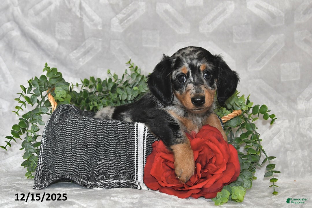 Dachshund dogs for sale: Eliot - Ad 3