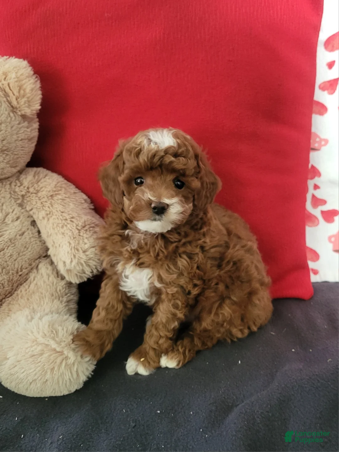 Goldendoodle dogs for sale: Elvin - Ad 2