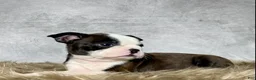 Boston Terrier dogs for sale: Mr. Jax - Ad 5
