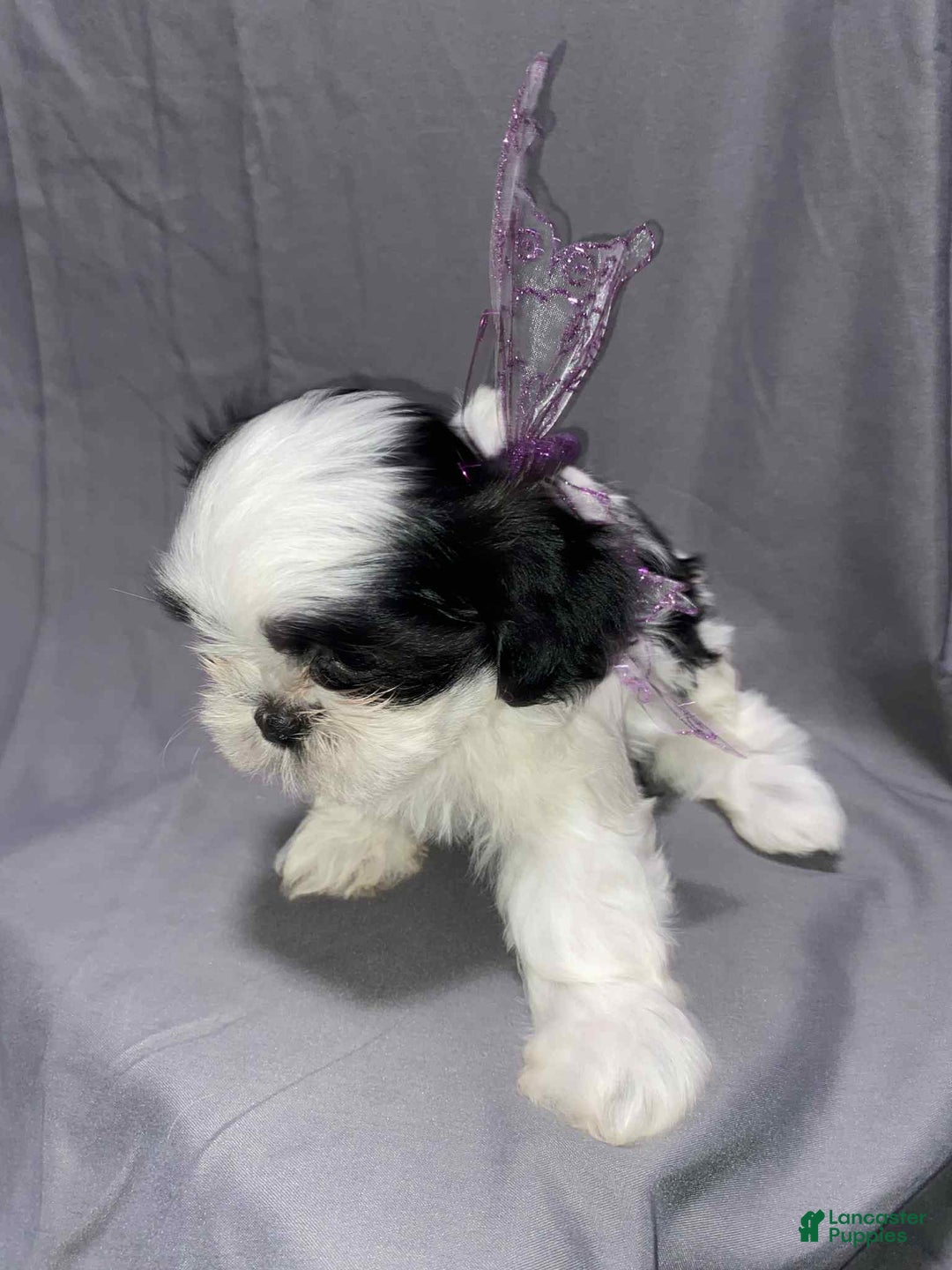 Shih Tzu dogs for sale: Judy - Ad 7
