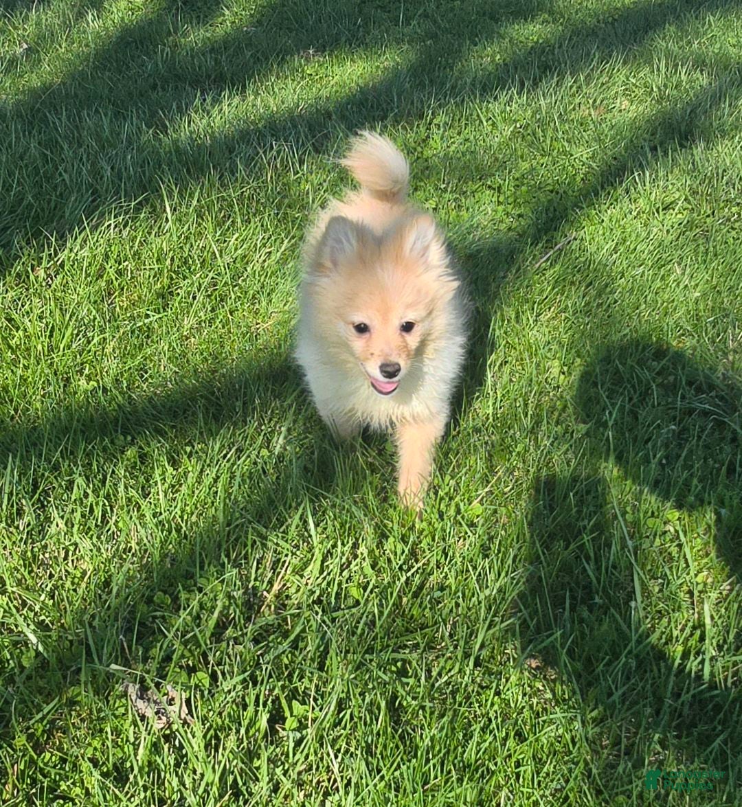 Pomchi dogs Milo - Ad 1
