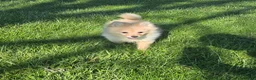 Pomchi dogs for sale: Milo - Ad 1