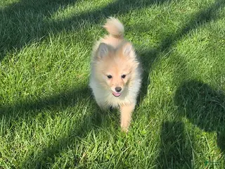 Pomchi dogs Milo - Ad 1